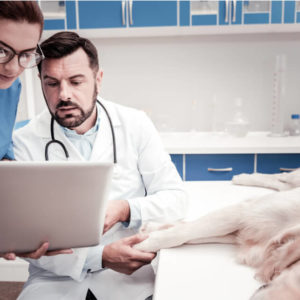 Veterinary Support Assistant