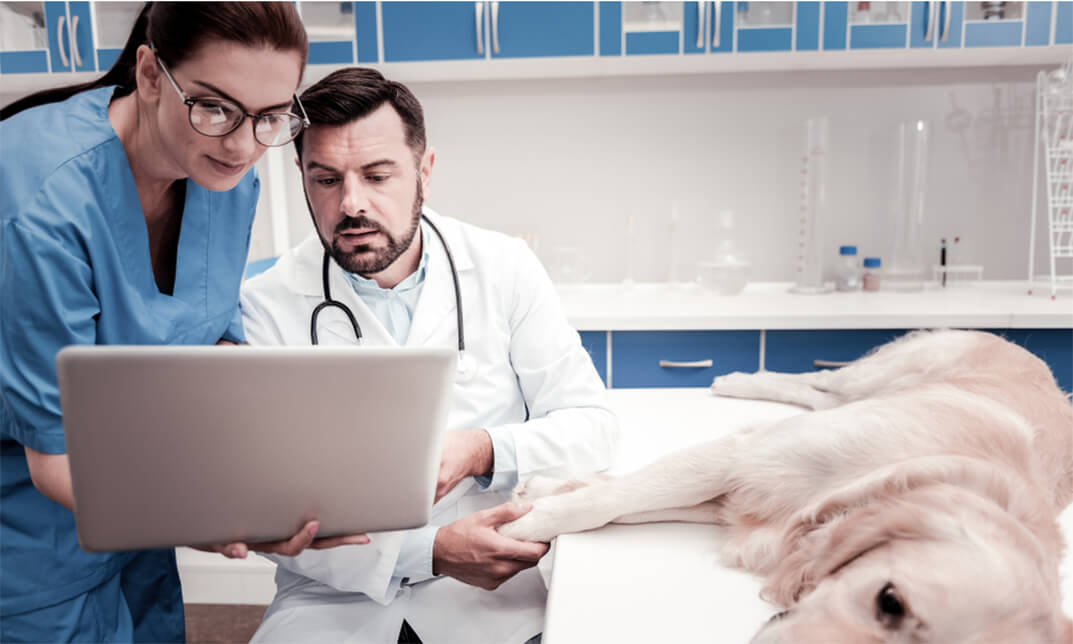Veterinary Support Assistant