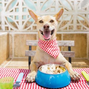 Complete Raw Diet for Dog – CPD Certified Course