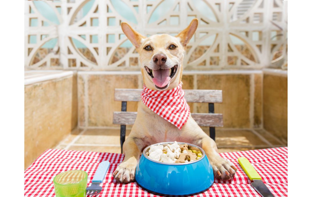 Complete Raw Diet for Dog – CPD Certified Course