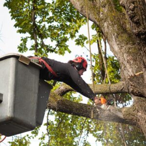 Chainsaw Safety Training