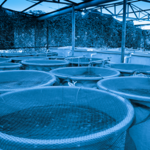 Aquaculture and Fisheries Management