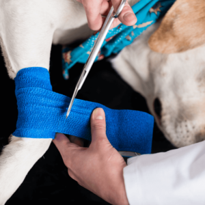 Canine Emergency Care