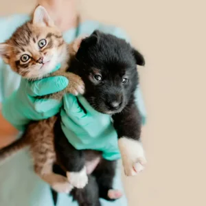 Animal Care Level 3 Course