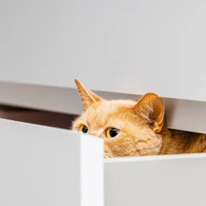 Animal Care and Psychology