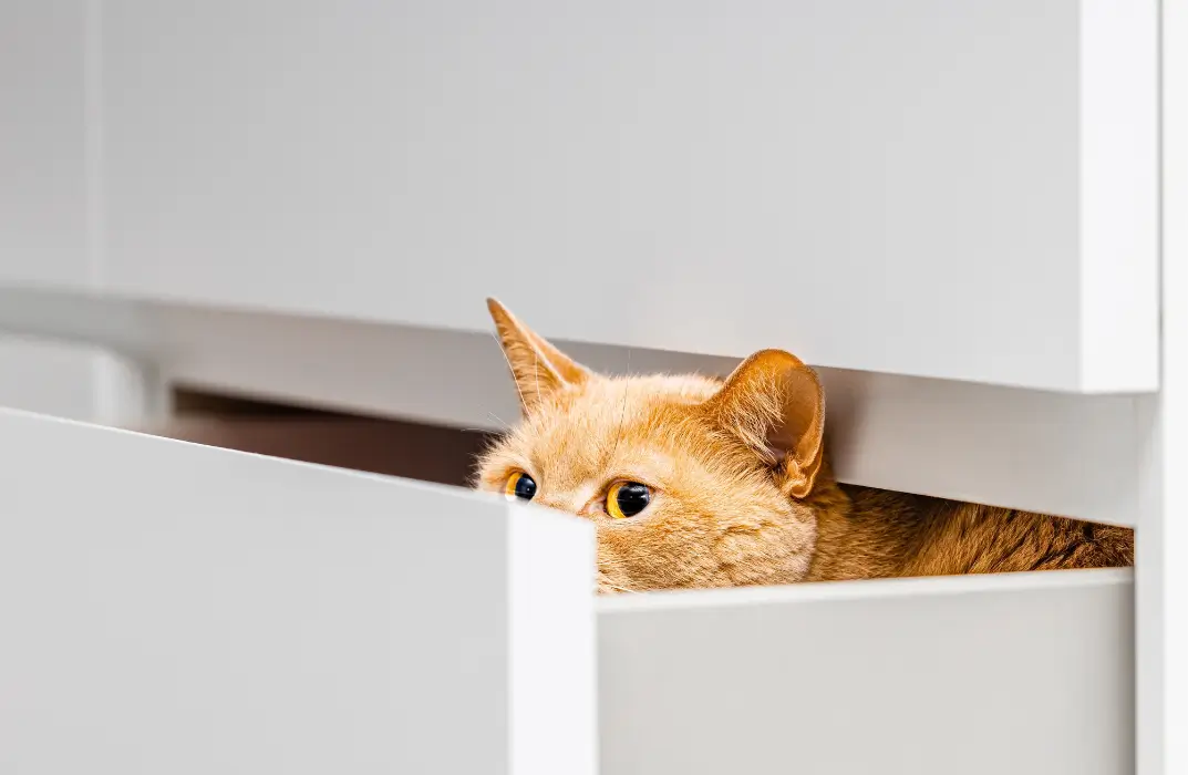 Animal Care and Psychology