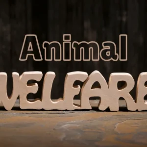 Animal Welfare